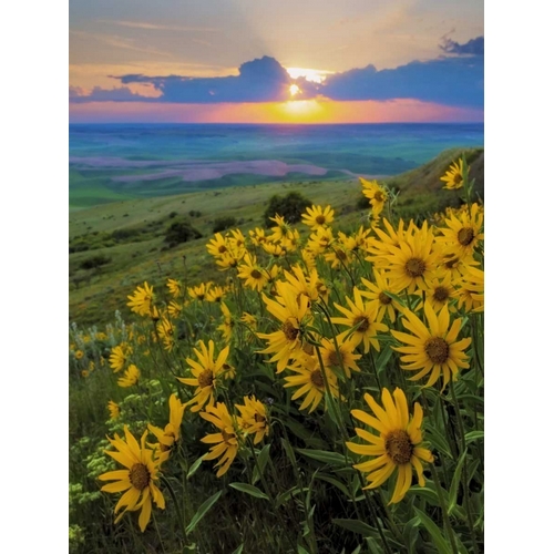 WA, Palouse Hills Douglas sunflowers